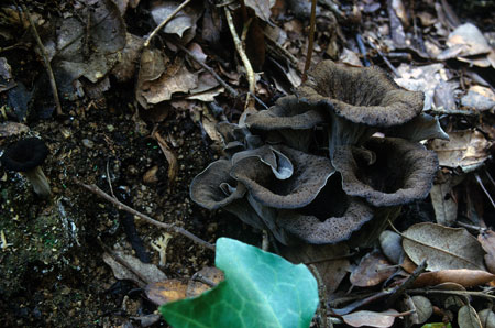 Craterellus cornucopioides. Laia Ribas