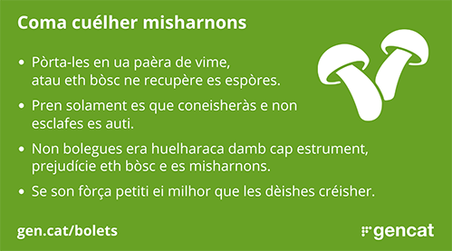Coma cuélher misharnons